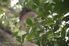 Pisonia excelsa